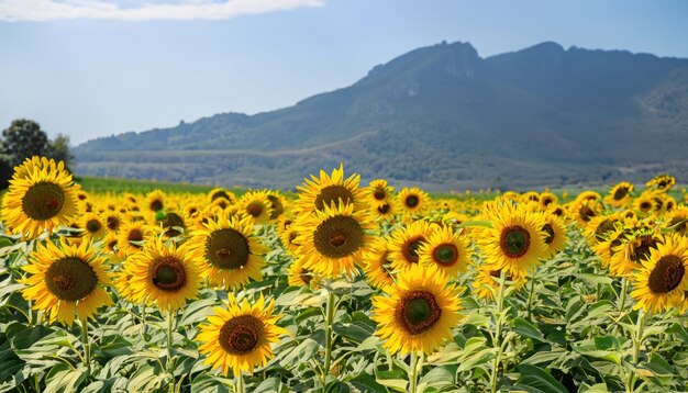 Foto flores de girassol no jardim com espaço de cópia