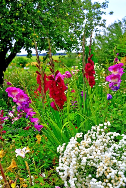 Flores de gladíolo, mil-folhas em canteiros de flores no jardim, tendo como pano de fundo o céu e as árvores