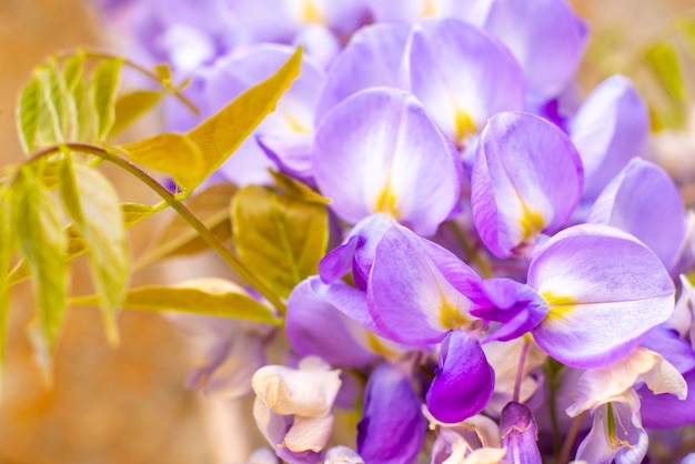 Flores de glicínias fecham macro de alta resolução