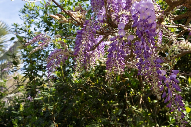 Flores de glicínias lilás em uma pérgula de madeira no jardim