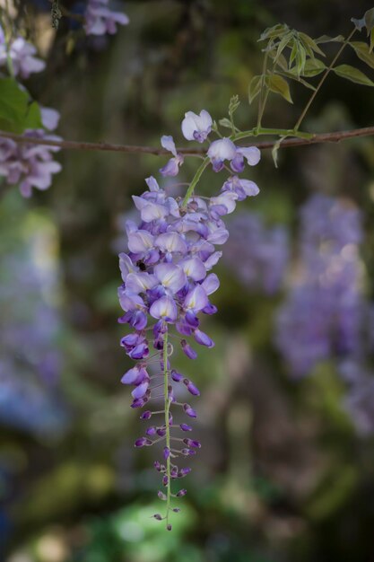 flores de glicínias