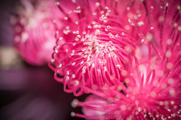 Flores de goiaba