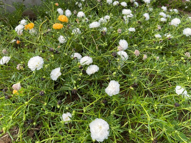 Foto flores de grama branca florescendo em um fundo verde