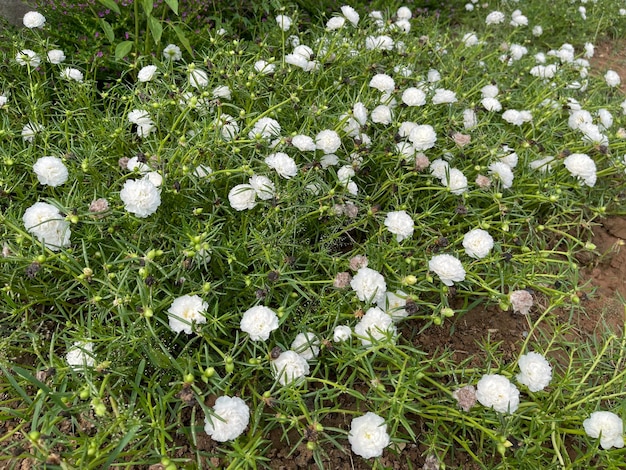 Foto flores de grama branca florescendo em um fundo verde