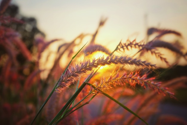 Flores de grama e pôr do sol. Flor de grama de foco suave.