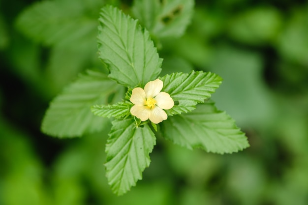 Flores de grama florescem na natureza