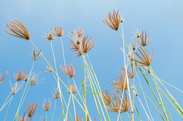 Flores de grama no campo