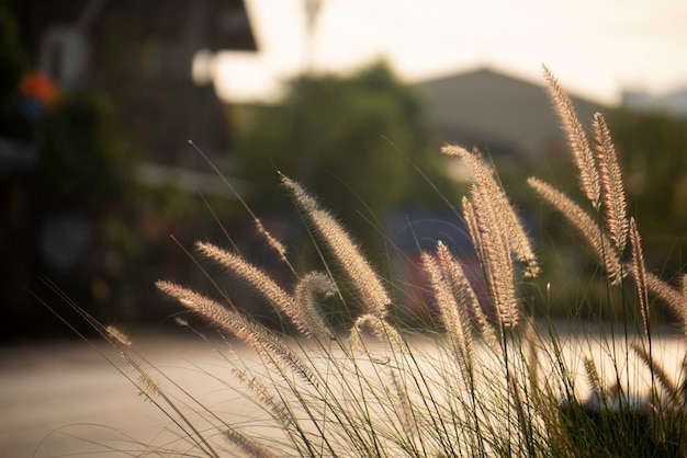 Foto flores de grama secas no verão luz solar fraca à noite