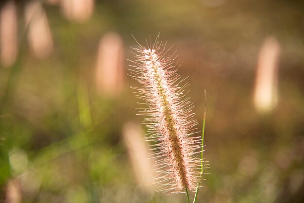 Flores de grama.