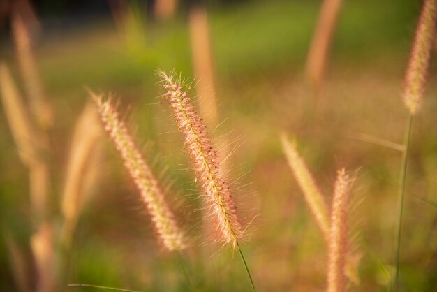 Flores de grama.