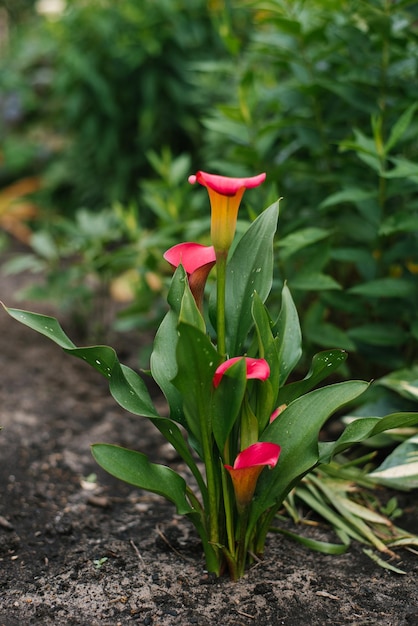 Flores de granado rosa Calla brilham no jardim no verão