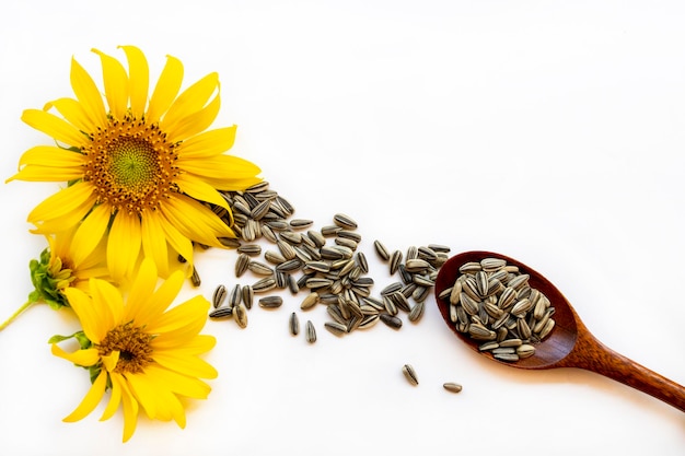 Foto flores de grãos girassóis para arranjo de cultivo estilo flat lay em branco