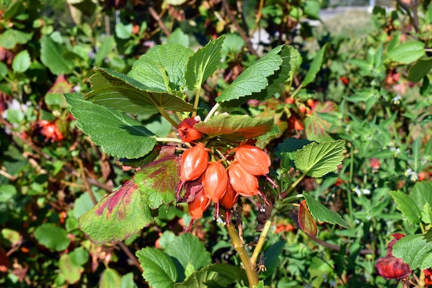 Flores de Greyia flanaganii uma planta endêmica da África do Sul