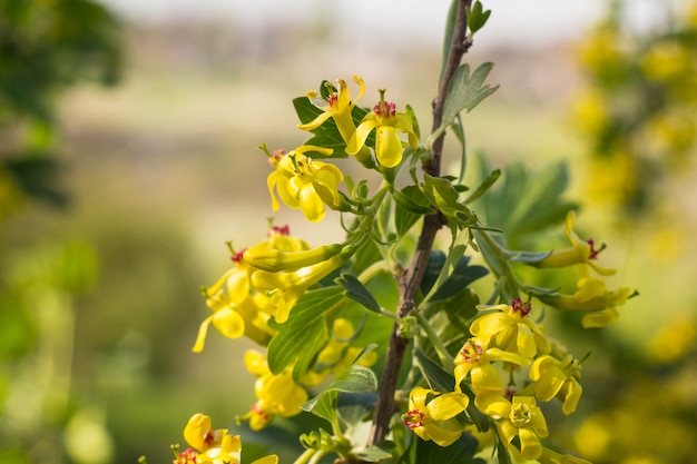 Flores de groselha amarela em flor