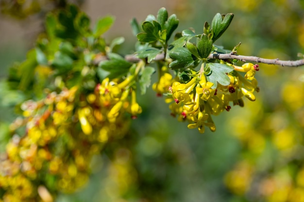 Flores de groselha dourada na primavera