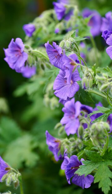 Flores de guindaste do Himalaia uma espécie de gerânios crescendo em um campo ou jardim botânico Plantas com folhas vibrantes e pétalas de violeta florescendo e florescendo na primavera em um ambiente exuberante