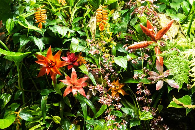 Flores de guzmania vermelho crescendo em uma estufa tropical.