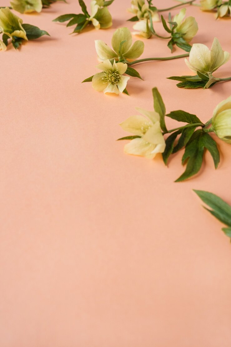 Flores de heléboro amarelo em rosa