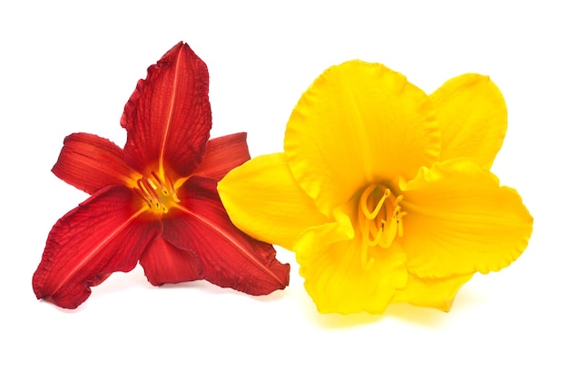 Flores de hemerocallis vermelho e amarelo isolados em um fundo branco