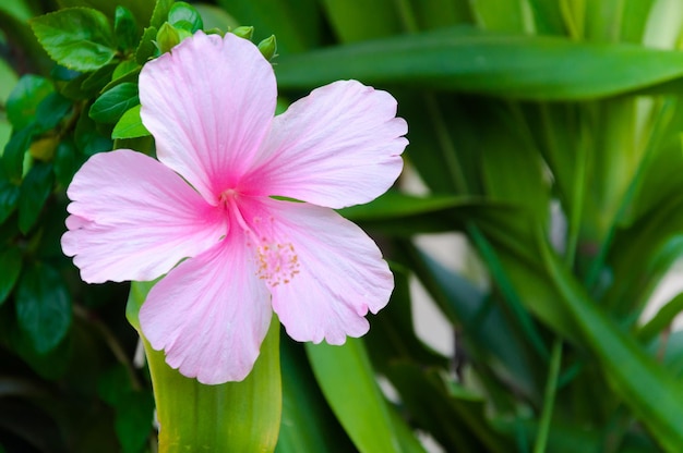 Flores de hibisco, a planta é nativa do leste da Ásia As flores rosas florescem no jardim verde