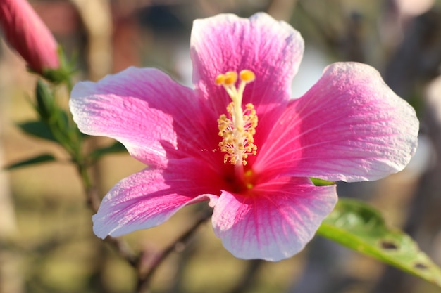 flores de hibisco em tropical