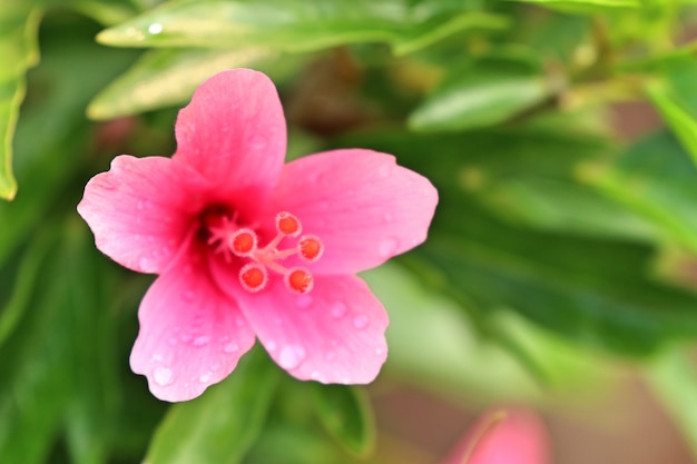 flores de hibisco em tropical