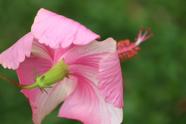 flores de hibisco em tropical