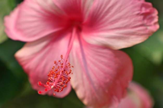 flores de hibisco em tropical