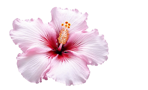 Flores de hibisco generativas AI em branco