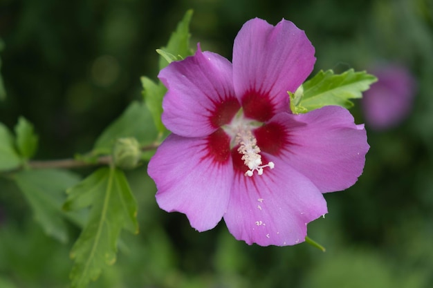 Foto flores de hibisco rosas sírias ou chinesas da família malvaceae arbusto florido com flores de hibisco