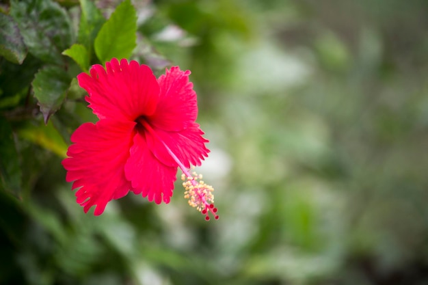 Flores de hibisco vermelho