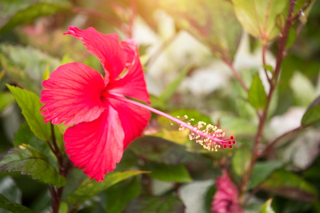 Flores de hibisco vermelho