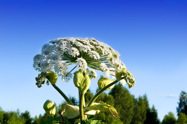 Flores de Hogweed na perspectiva do céu de verão