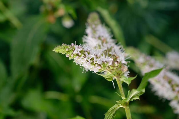 flores de hortelã em galhos