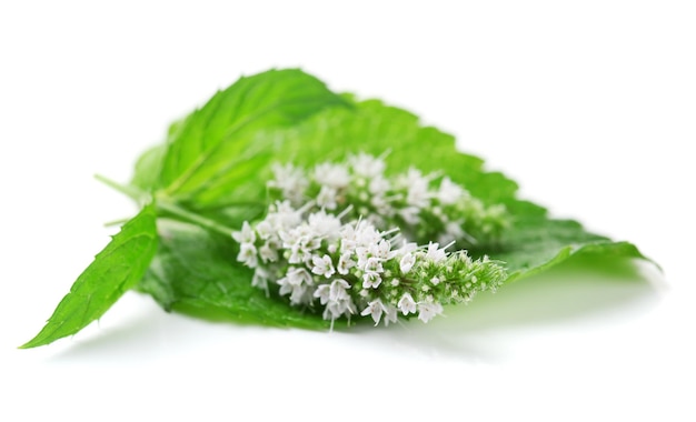 Flores de hortelã fresca isoladas em branco