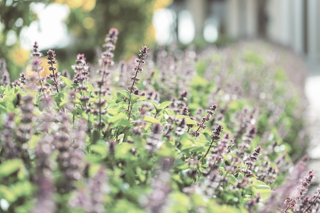 Flores de hortelã no jardim