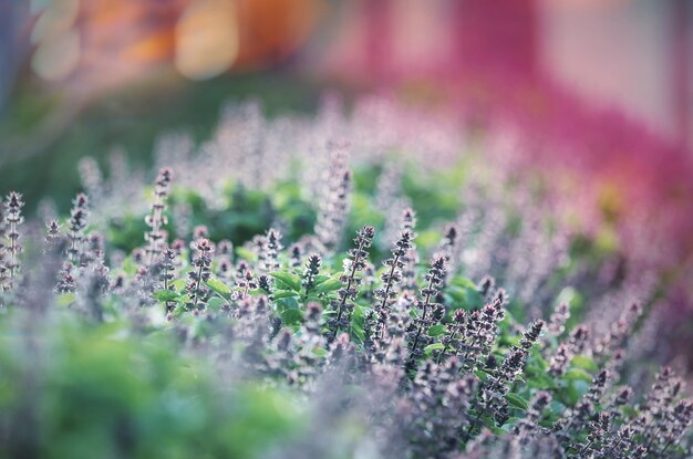 Flores de hortelã no jardim