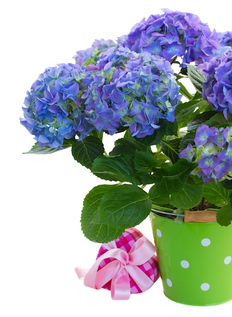 Flores de hortênsia azuis em um vaso verde com uma caixa de presente isolada no espaço em branco