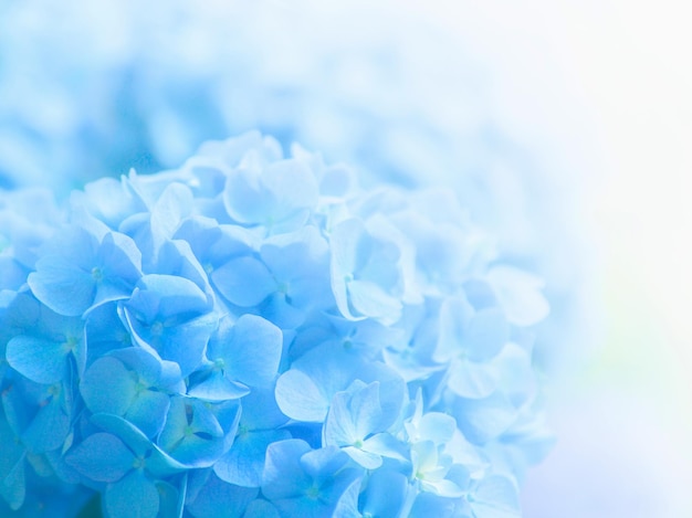 Flores de hortênsia azul close-up