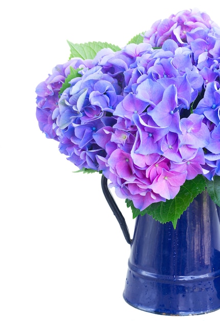 Flores de hortênsia azul e violeta em vaso azul close-up isoladas em branco