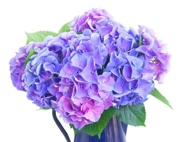 Flores de hortênsia azul e violeta em vaso close-up isolado no branco