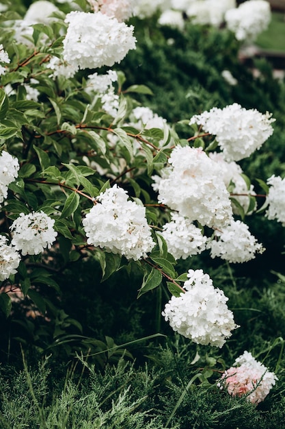 Flores de hortênsia branca no mato