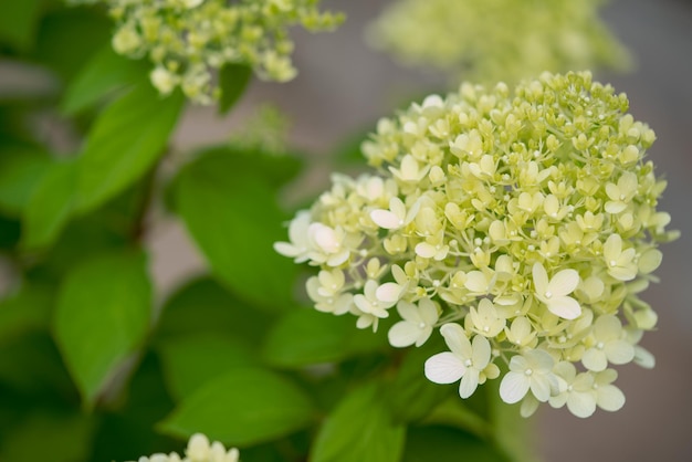 flores de hortênsia branca