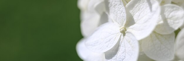 Flores de hortênsia brancas em plena floração aumentaram. Botão e pétalas de hortênsia fecham-se. bandeira