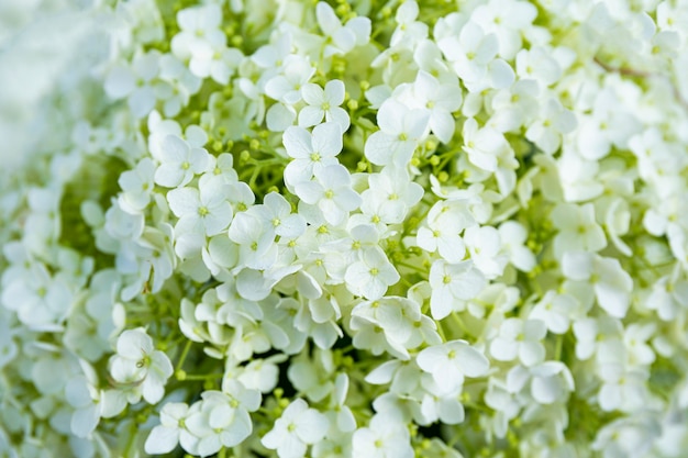 Flores de hortênsia brancas no jardim fecham o fundo de lindas flores de verão