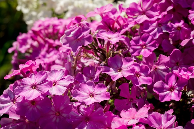 Flores de hortênsia brilhantes