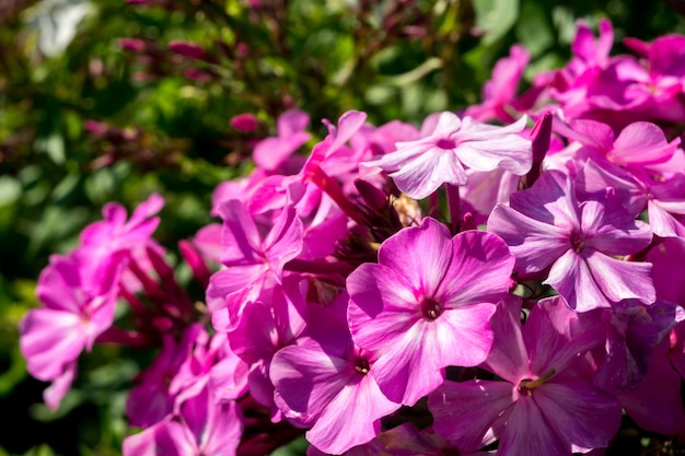 Flores de hortênsia brilhantes