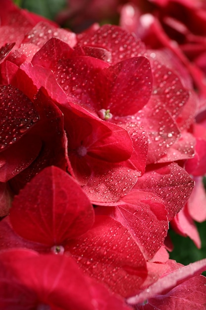 Flores de hortênsia com gotas de água fecham