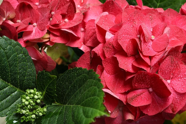 Flores de hortênsia com gotas de água fecham