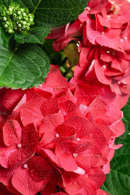 Flores de hortênsia com gotas de água fecham